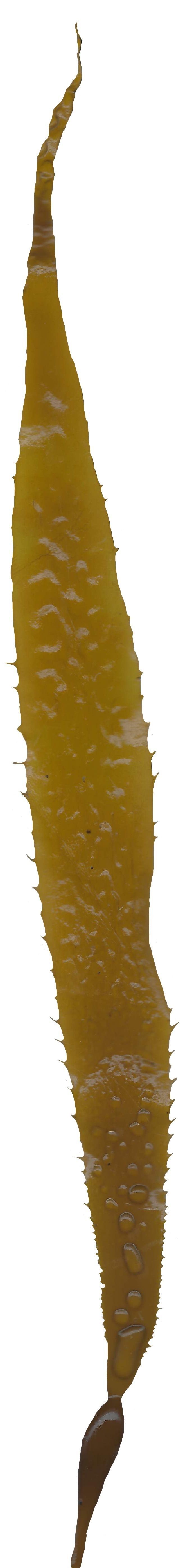 Giant Kelp Texture Pack - 22 Textures Texture_11