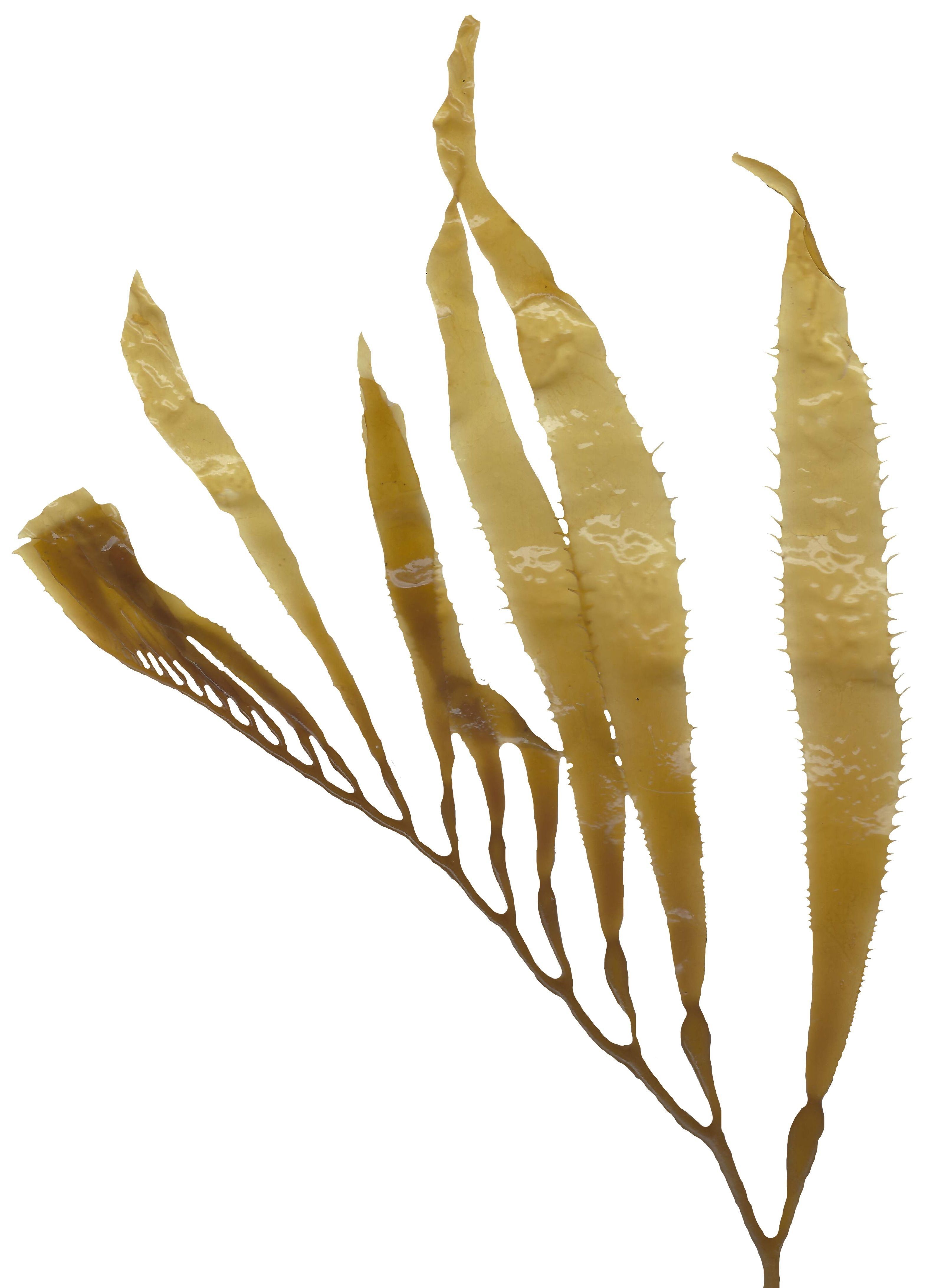 Giant Kelp Texture Pack - 22 Textures Texture_22