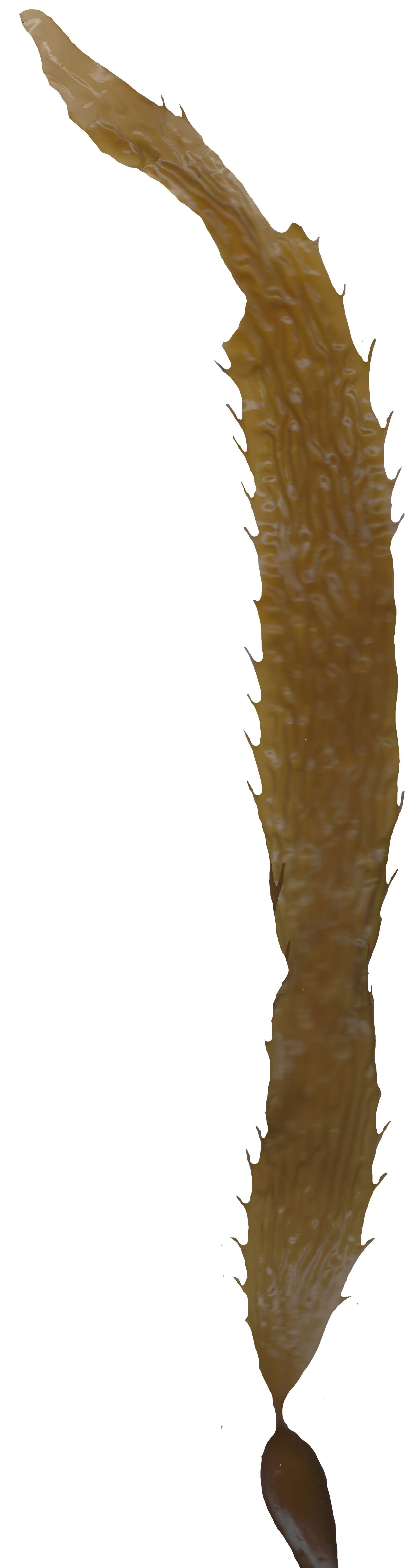 Giant Kelp Texture Pack - 22 Textures Texture_5