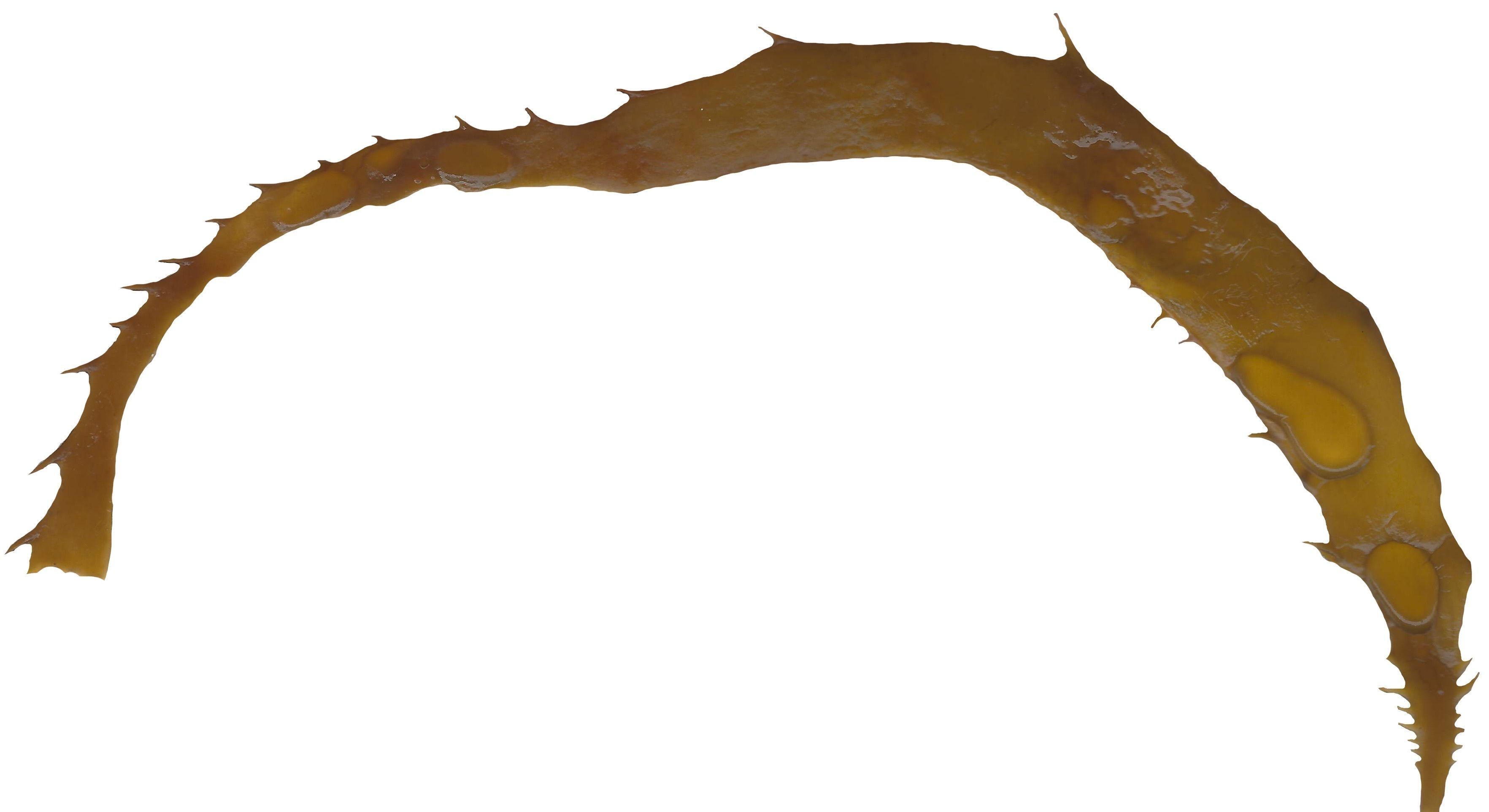 Giant Kelp Texture Pack - 22 Textures Texture_21