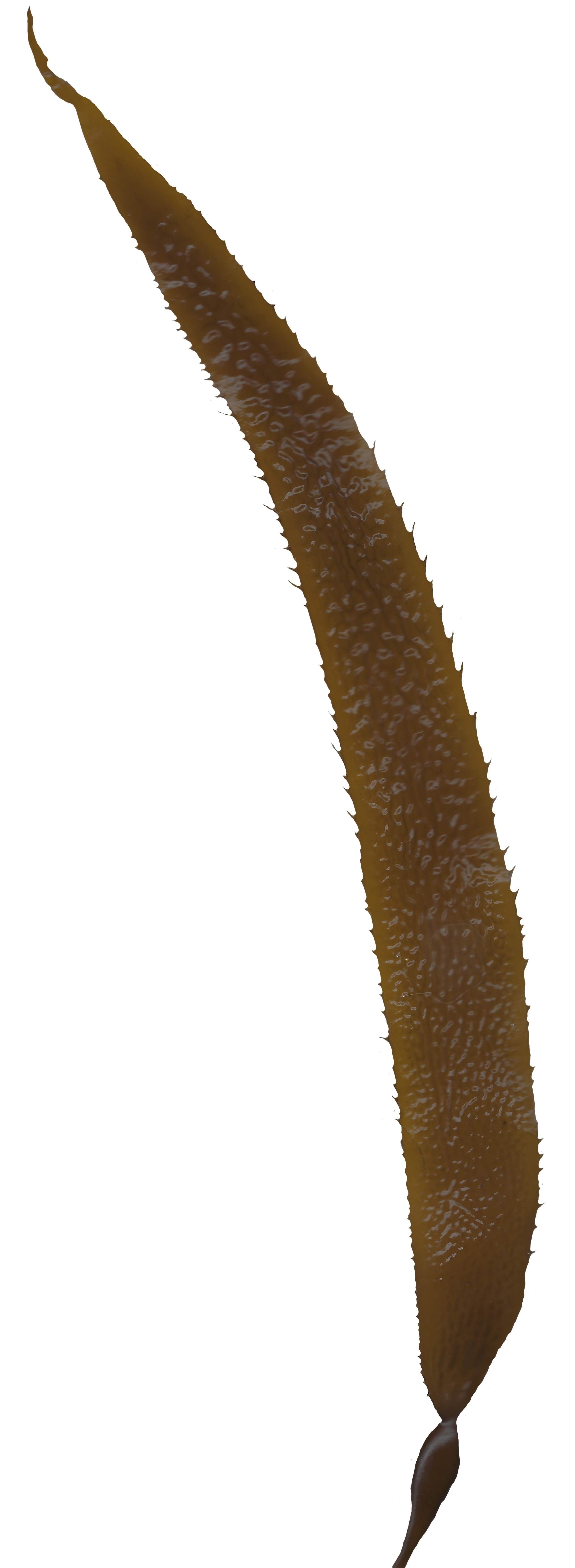 Giant Kelp Texture Pack - 22 Textures Texture_18