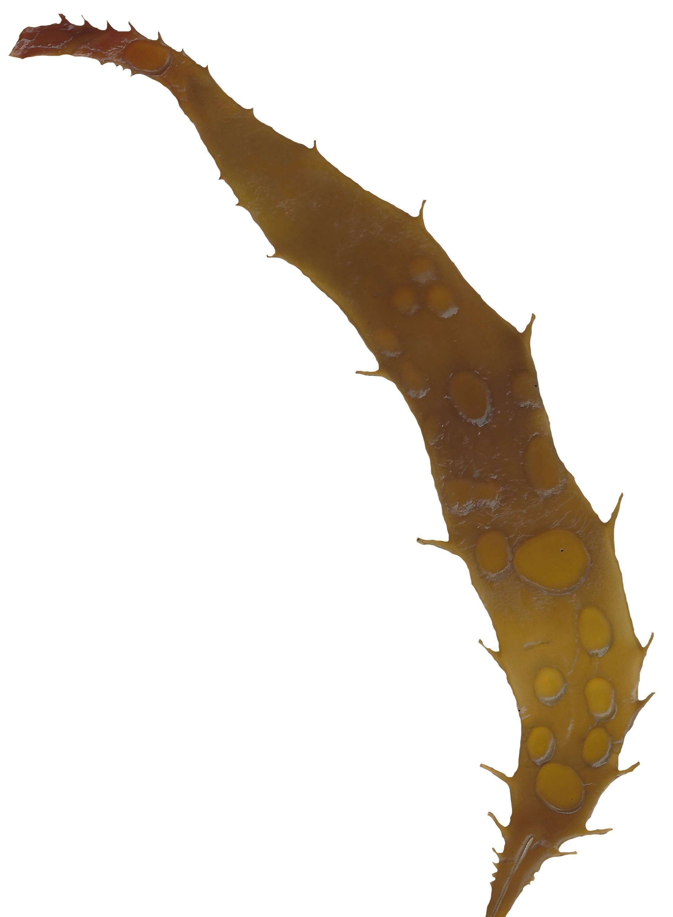 Giant Kelp Texture Pack - 22 Textures Texture_20