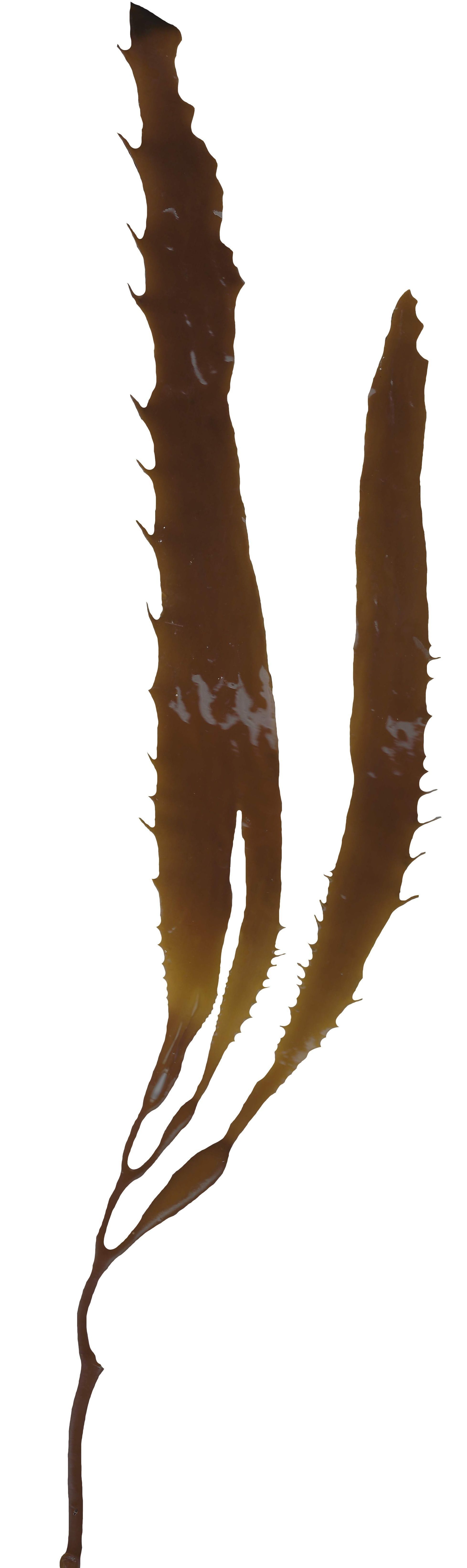 Giant Kelp Texture Pack - 22 Textures Texture_8