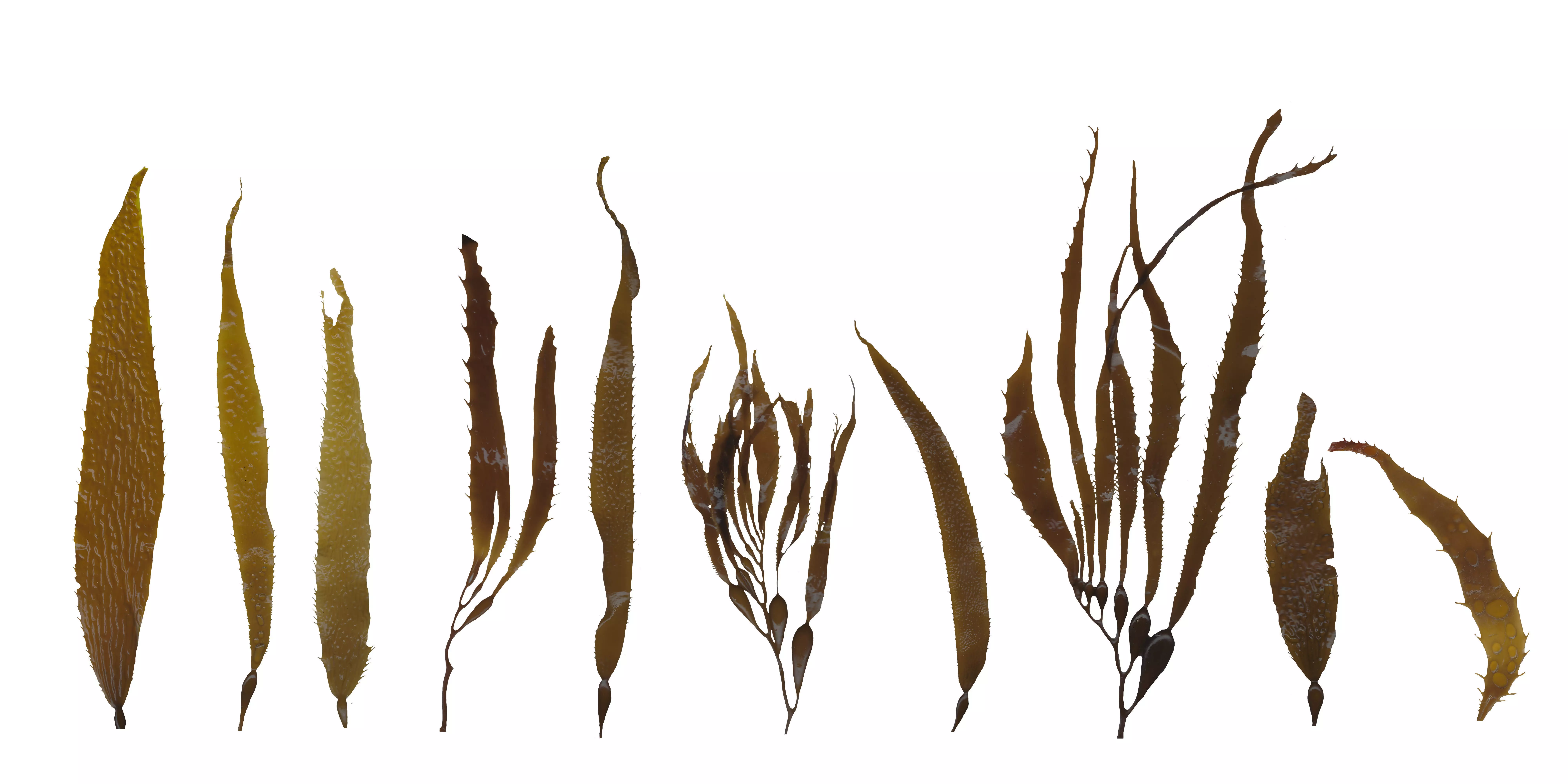 Giant Kelp Texture Pack - 22 Textures Texture_0
