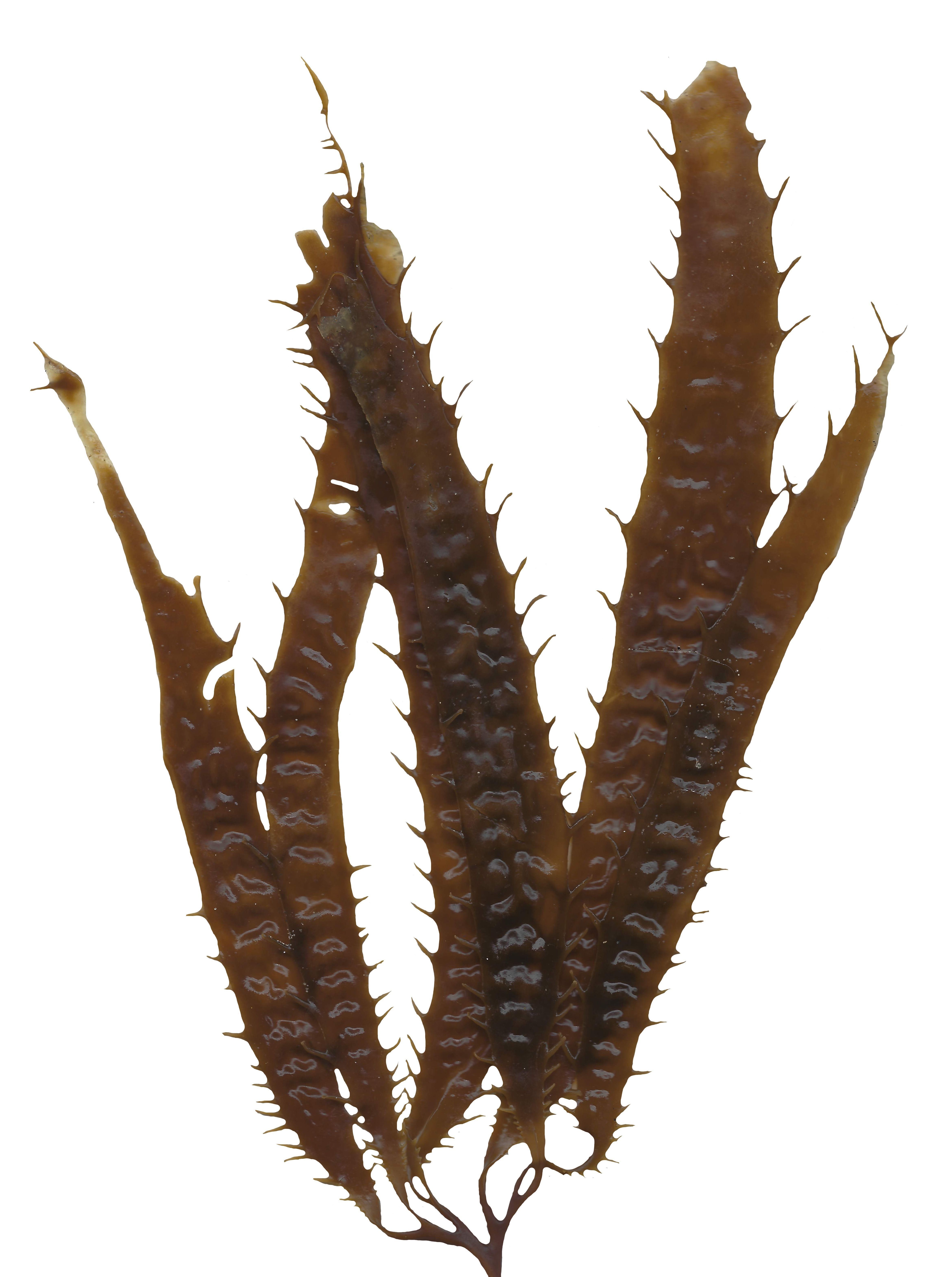 Giant Kelp Texture Pack - 22 Textures Texture_10
