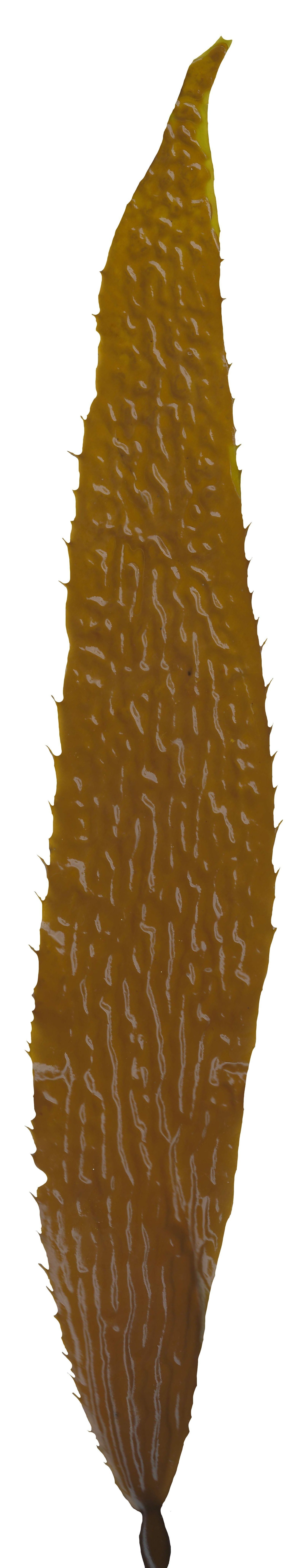 Giant Kelp Texture Pack - 22 Textures Texture_13