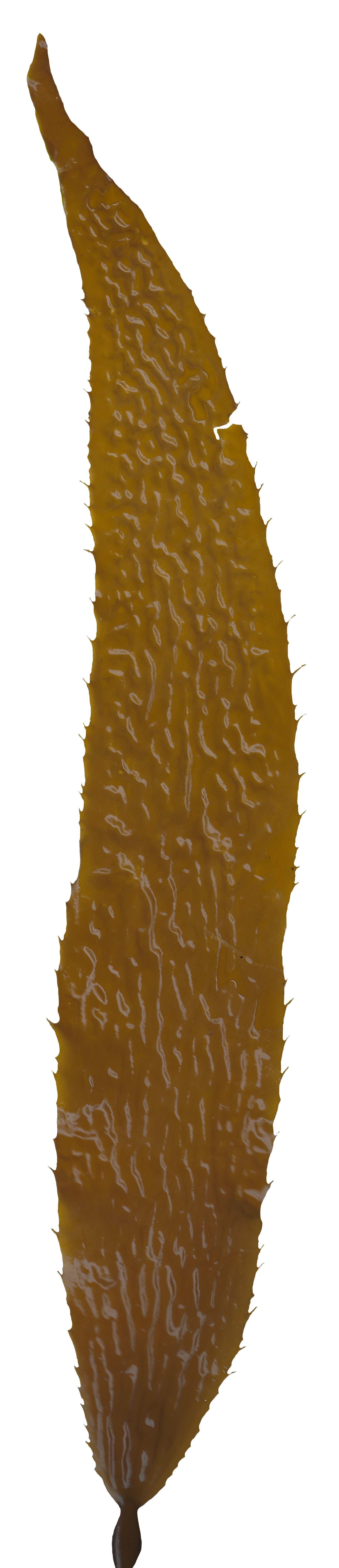Giant Kelp Texture Pack - 22 Textures Texture_14