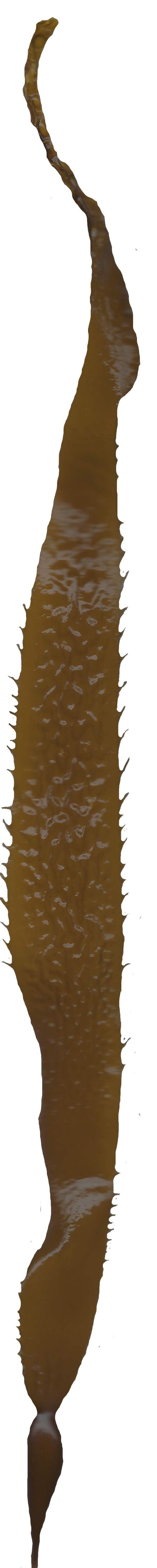 Giant Kelp Texture Pack - 22 Textures Texture_16