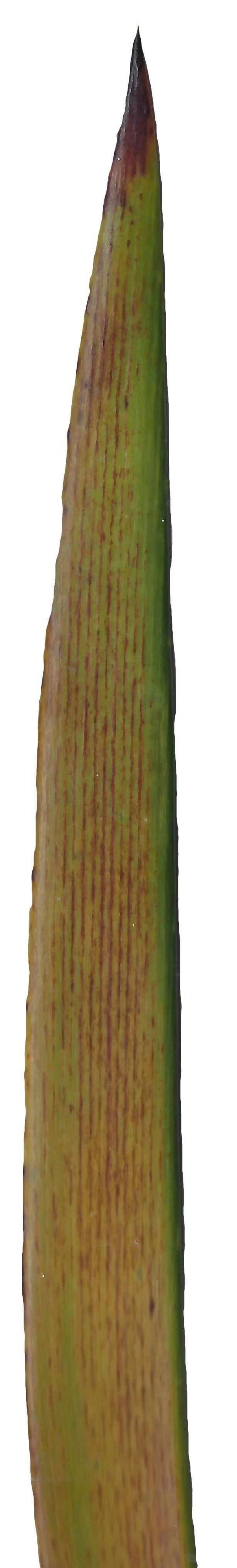 Lebombo Cycad Texture Pack - 41 Textures Texture_29