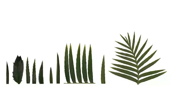 Lebombo Cycad Texture Pack - 41 Textures