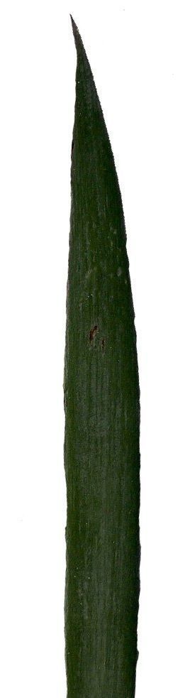 Lebombo Cycad Texture Pack - 41 Textures Texture_34