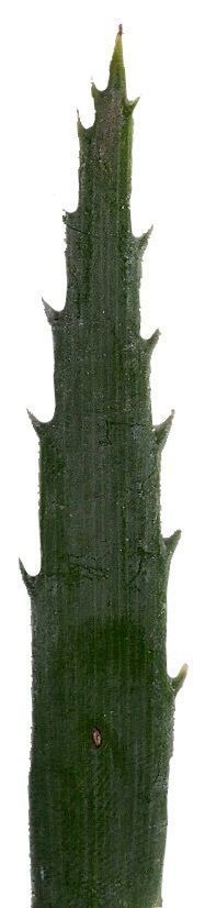 Lebombo Cycad Texture Pack - 41 Textures Texture_10