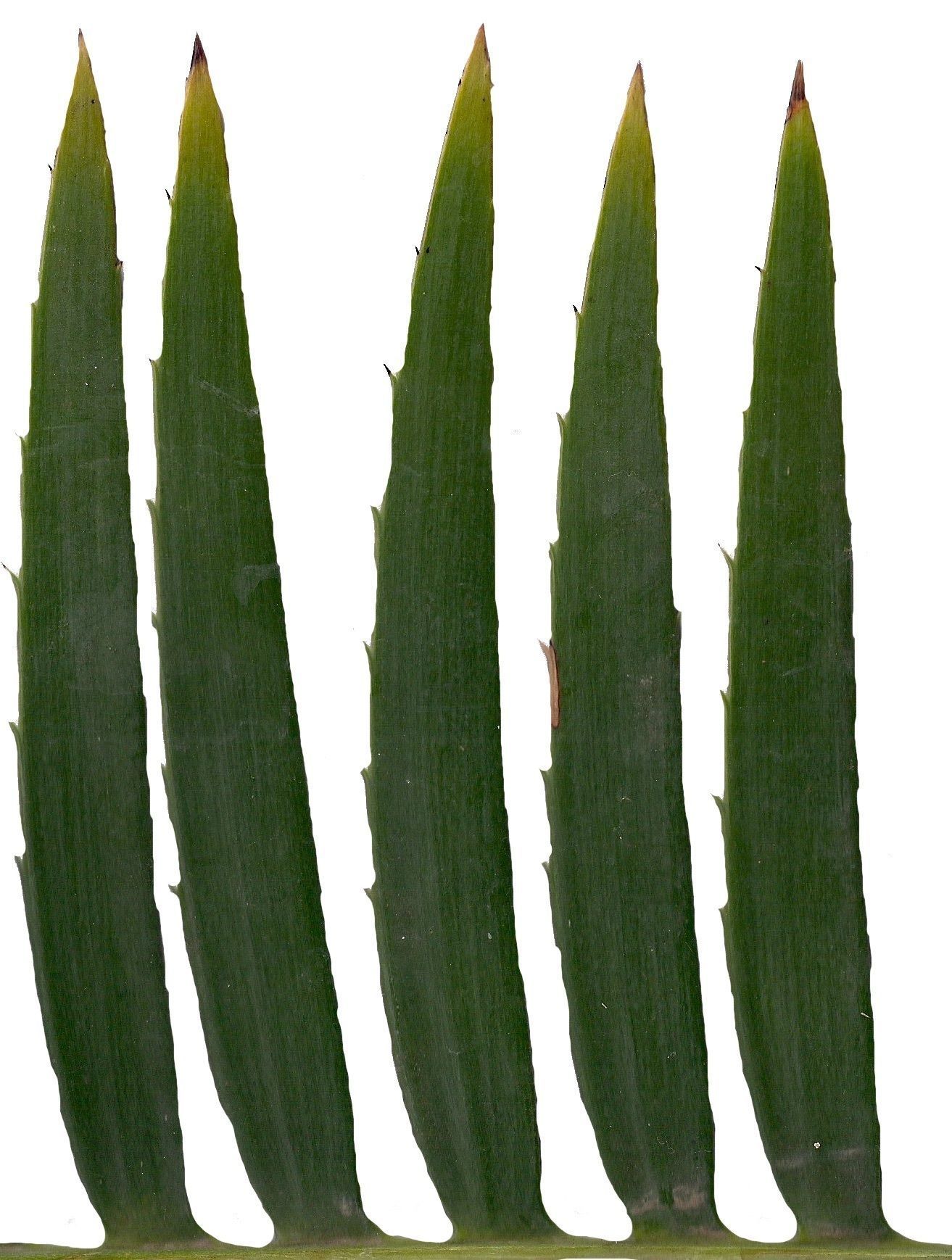 Lebombo Cycad Texture Pack - 41 Textures Texture_1