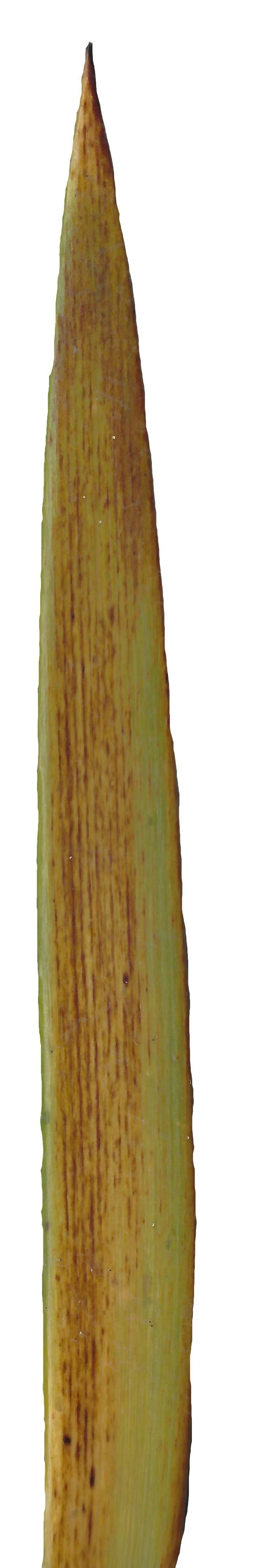 Lebombo Cycad Texture Pack - 41 Textures Texture_31