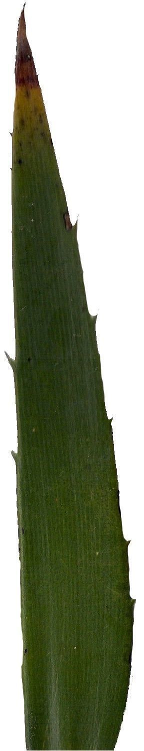 Lebombo Cycad Texture Pack - 41 Textures Texture_37