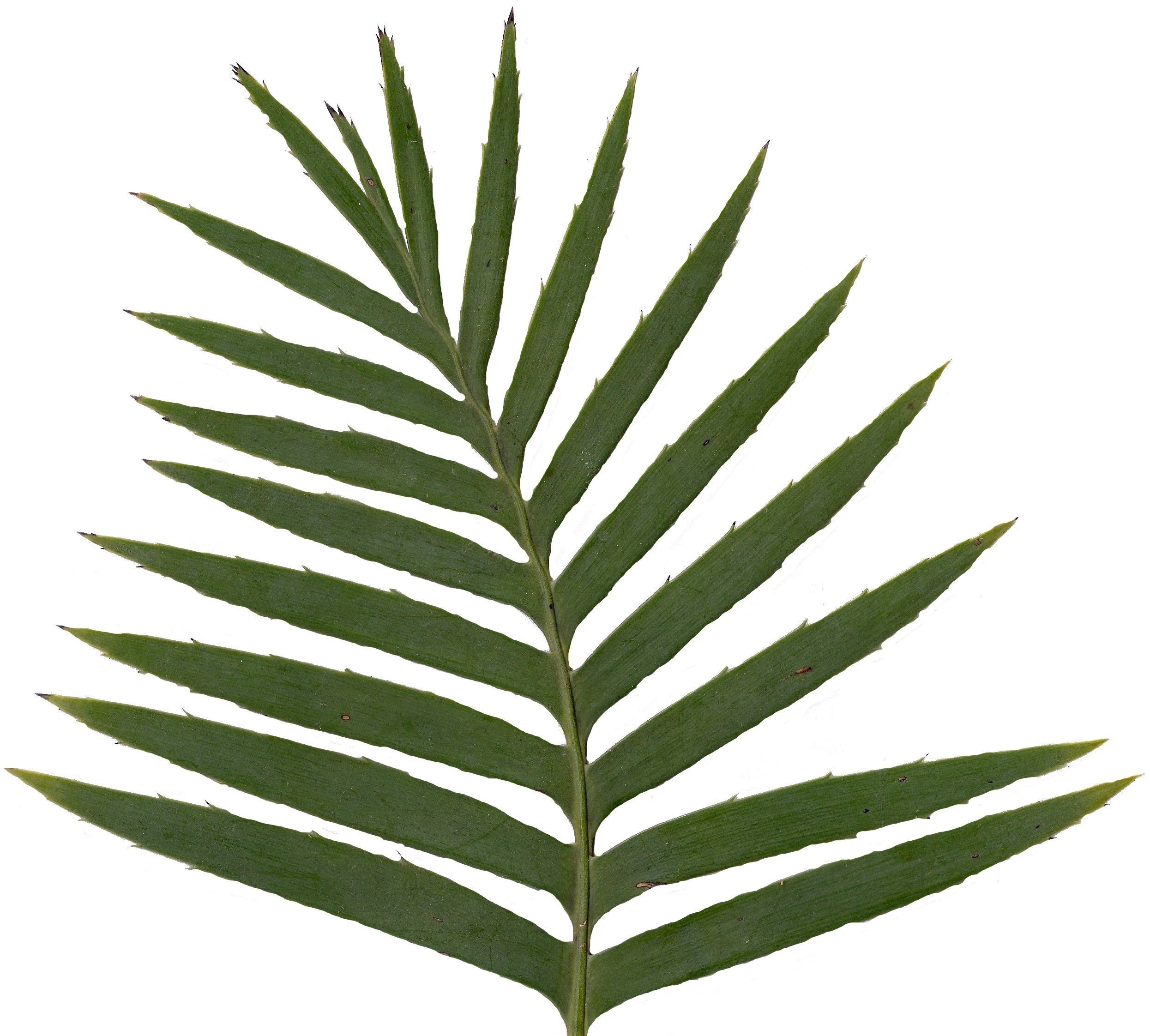 Lebombo Cycad Texture Pack - 41 Textures Texture_11