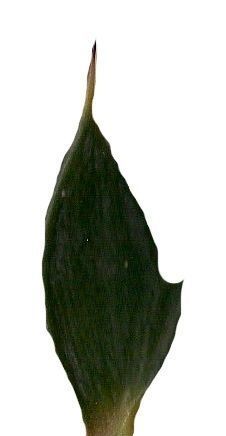 Lebombo Cycad Texture Pack - 41 Textures Texture_17