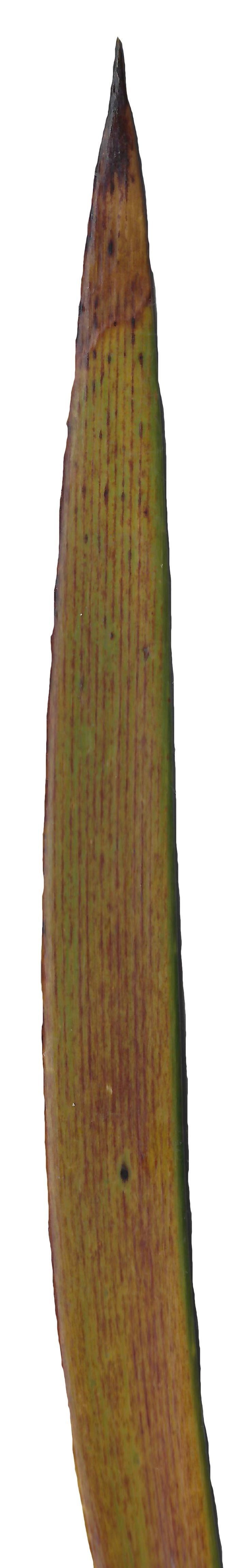 Lebombo Cycad Texture Pack - 41 Textures Texture_28