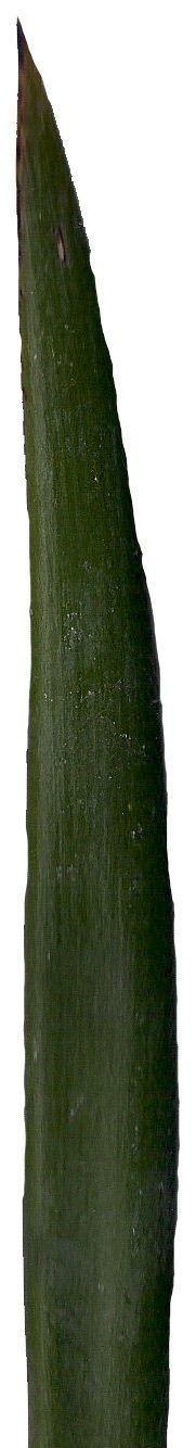 Lebombo Cycad Texture Pack - 41 Textures Texture_38