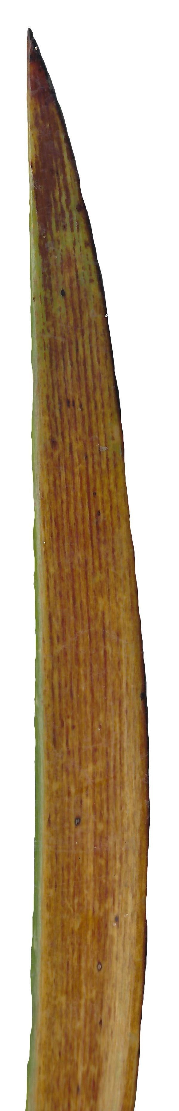 Lebombo Cycad Texture Pack - 41 Textures Texture_32