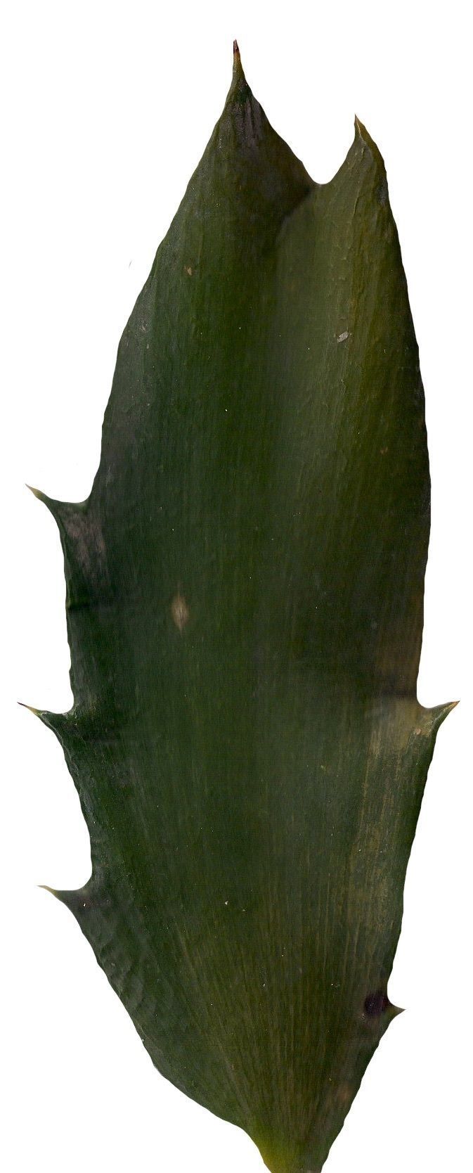 Lebombo Cycad Texture Pack - 41 Textures Texture_20