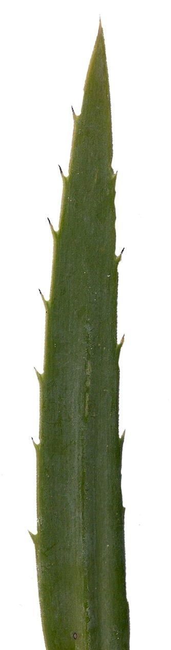 Lebombo Cycad Texture Pack - 41 Textures Texture_23