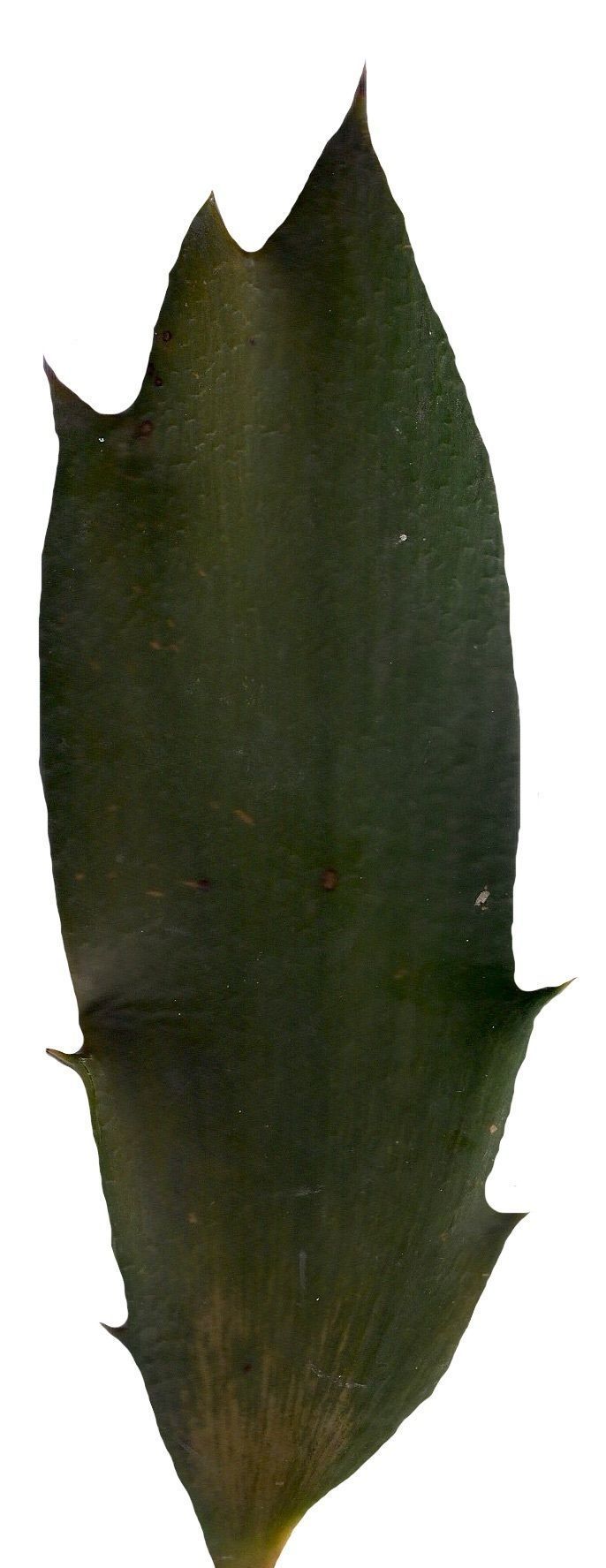 Lebombo Cycad Texture Pack - 41 Textures Texture_18