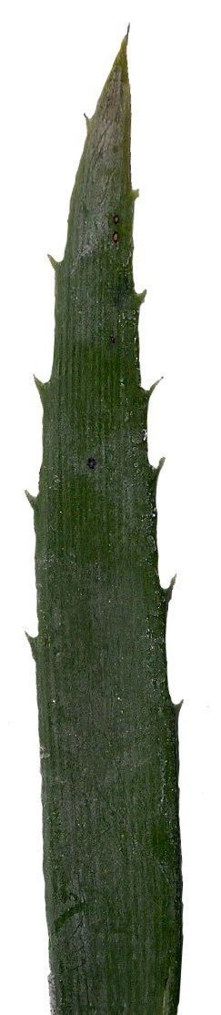 Lebombo Cycad Texture Pack - 41 Textures Texture_3