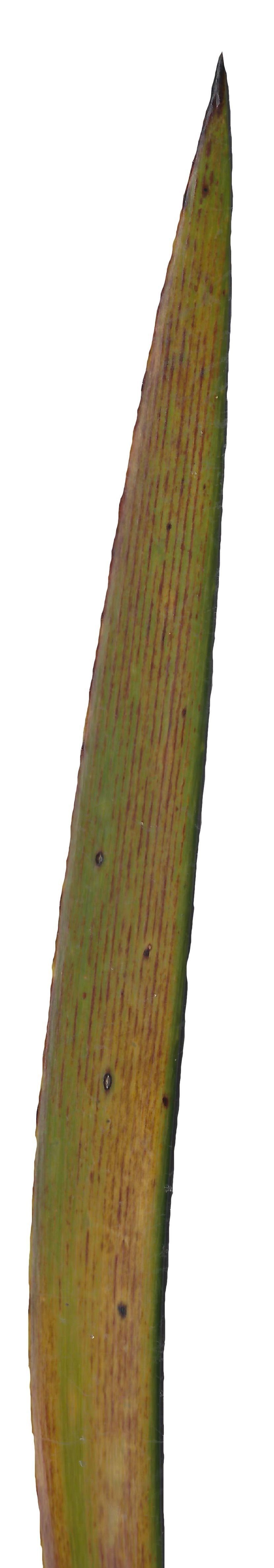 Lebombo Cycad Texture Pack - 41 Textures Texture_27