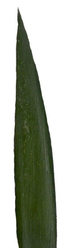 Lebombo Cycad Texture Pack - 41 Textures Texture_40