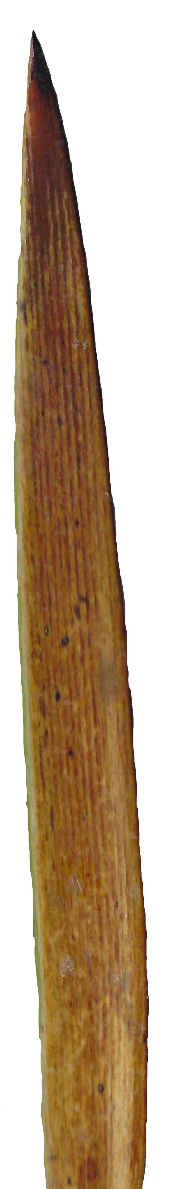 Lebombo Cycad Texture Pack - 41 Textures Texture_35