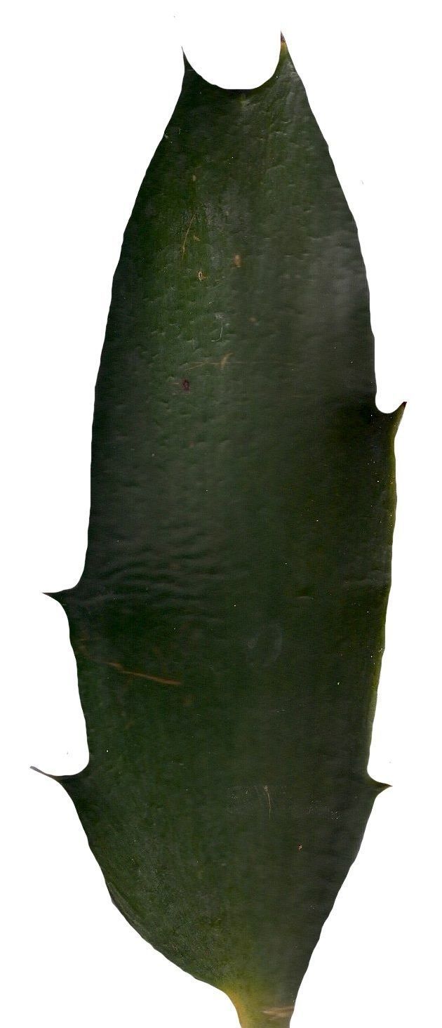 Lebombo Cycad Texture Pack - 41 Textures Texture_19