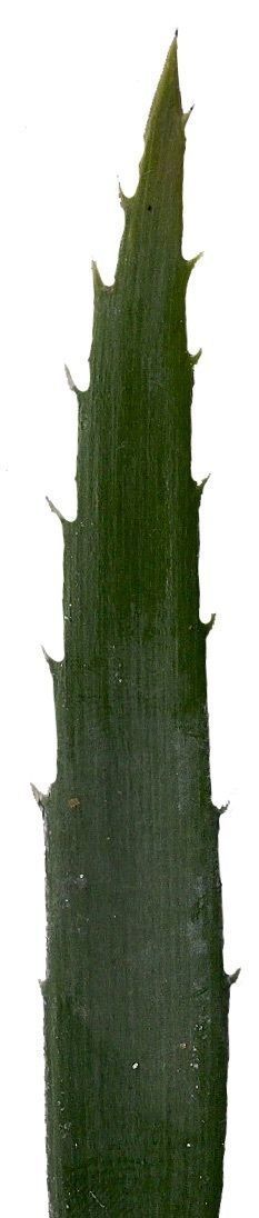 Lebombo Cycad Texture Pack - 41 Textures Texture_7