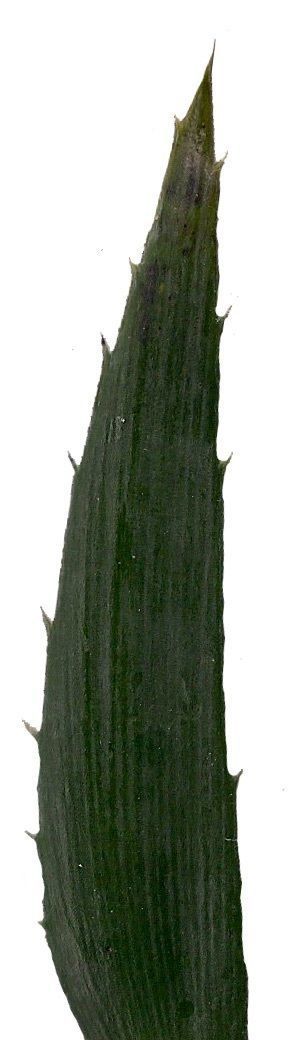 Lebombo Cycad Texture Pack - 41 Textures Texture_4