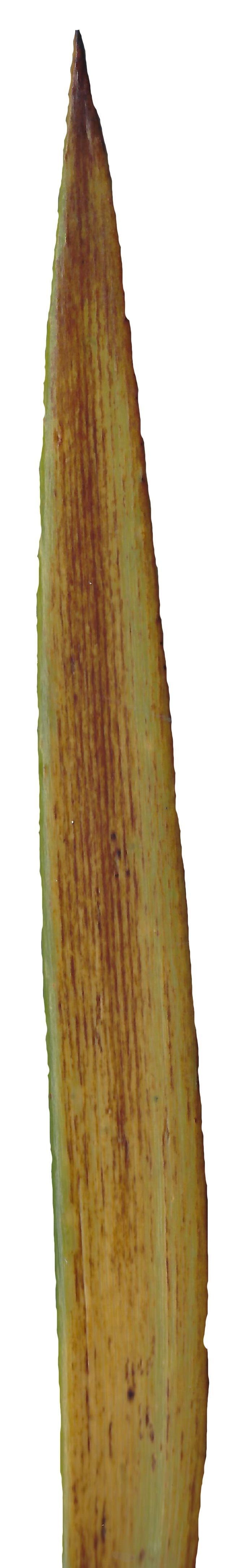 Lebombo Cycad Texture Pack - 41 Textures Texture_24