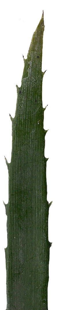 Lebombo Cycad Texture Pack - 41 Textures Texture_8