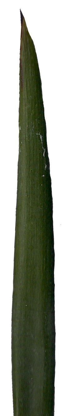 Lebombo Cycad Texture Pack - 41 Textures Texture_39