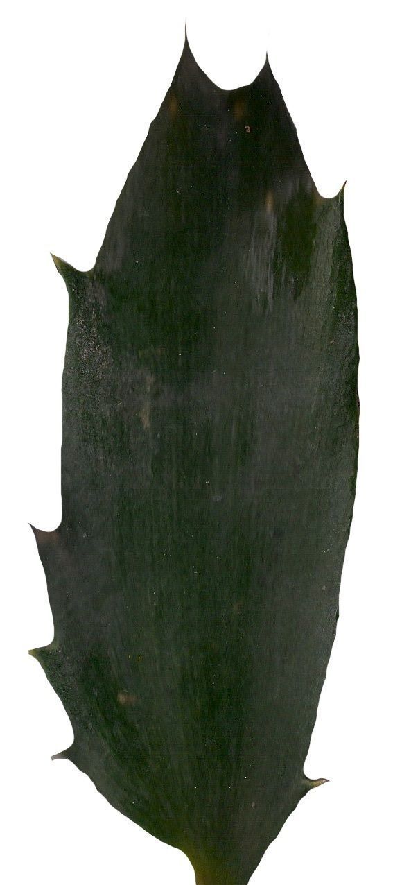 Lebombo Cycad Texture Pack - 41 Textures Texture_22