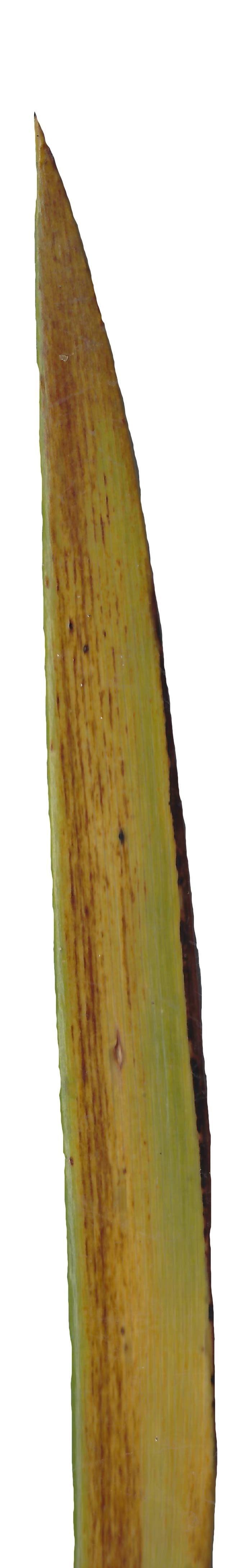 Lebombo Cycad Texture Pack - 41 Textures Texture_30