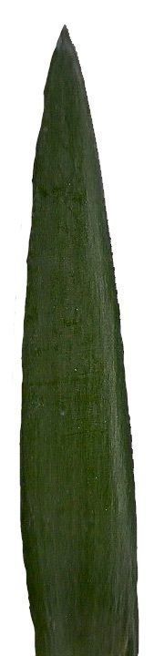 Lebombo Cycad Texture Pack - 41 Textures Texture_41