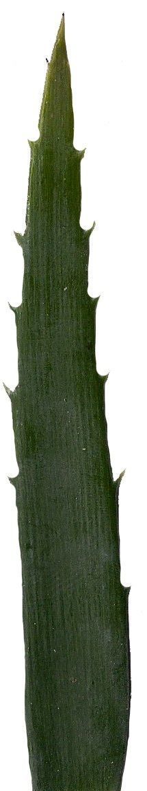 Lebombo Cycad Texture Pack - 41 Textures Texture_9