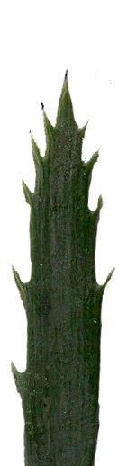 Lebombo Cycad Texture Pack - 41 Textures Texture_2