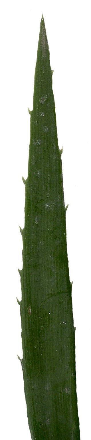 Lebombo Cycad Texture Pack - 41 Textures Texture_6