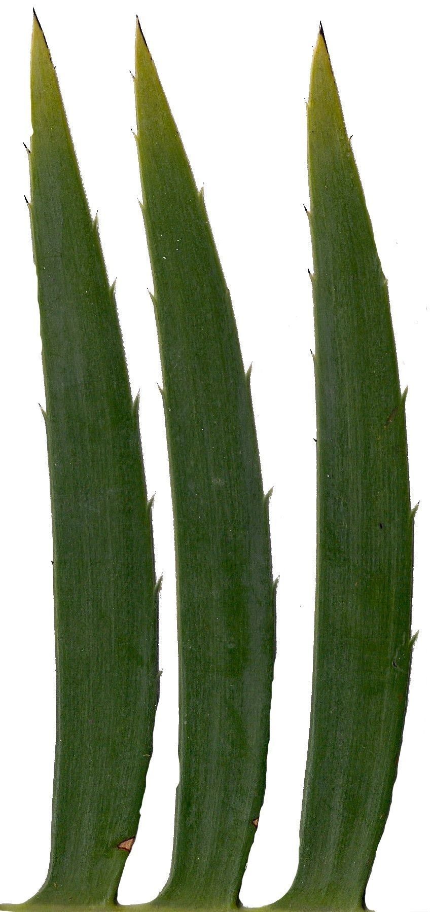 Lebombo Cycad Texture Pack - 41 Textures Texture_14