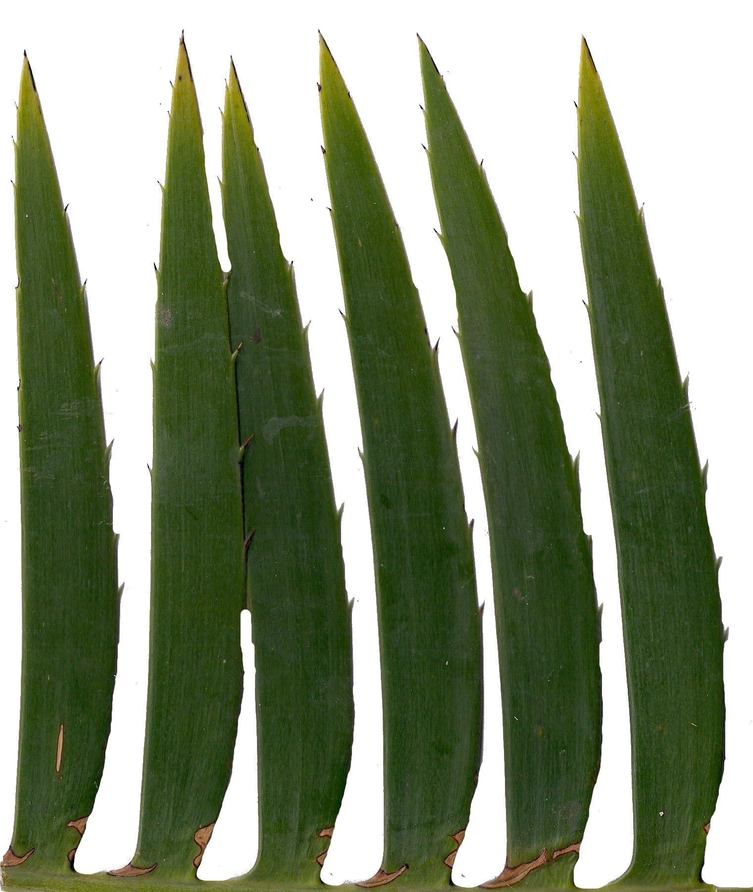 Lebombo Cycad Texture Pack - 41 Textures Texture_13