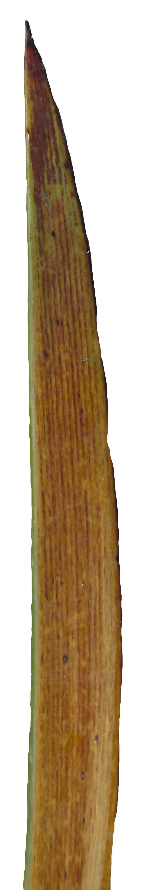 Lebombo Cycad Texture Pack - 41 Textures Texture_33