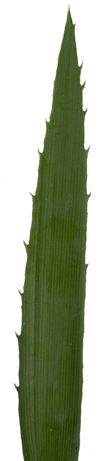 Lebombo Cycad Texture Pack - 41 Textures Texture_5