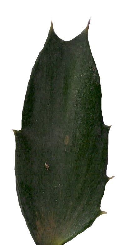 Lebombo Cycad Texture Pack - 41 Textures Texture_15