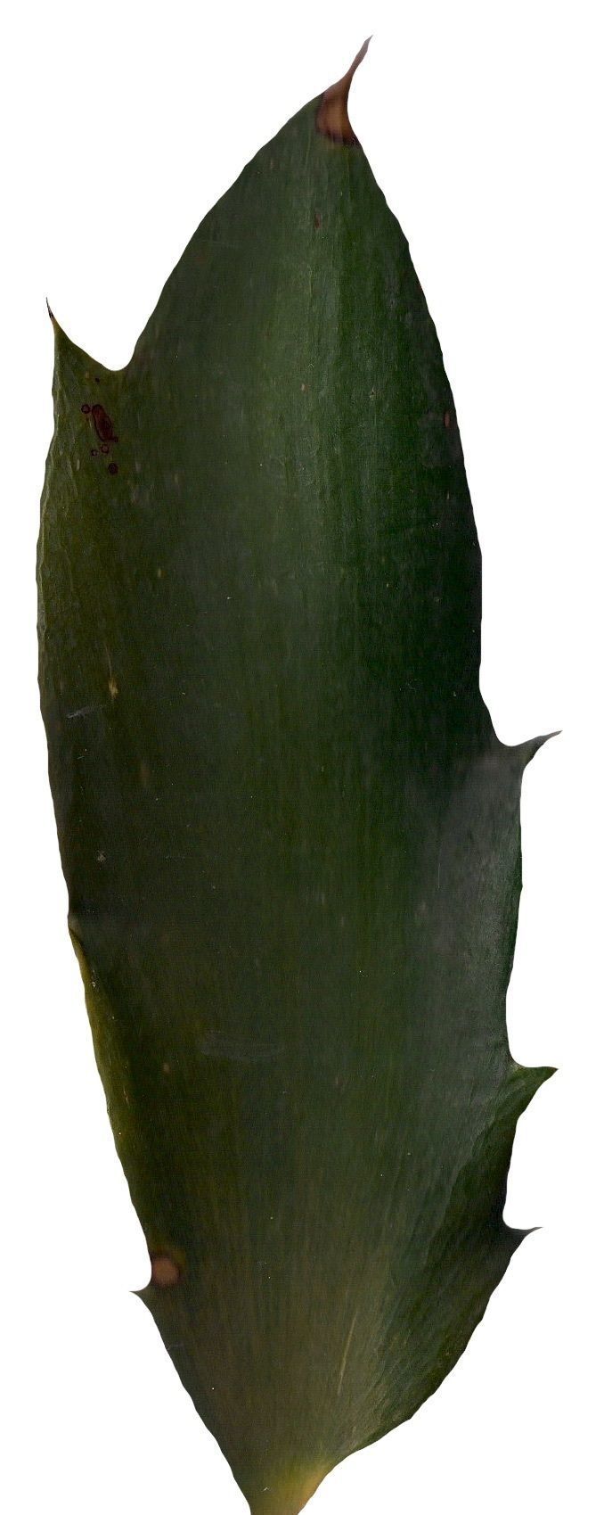 Lebombo Cycad Texture Pack - 41 Textures Texture_21