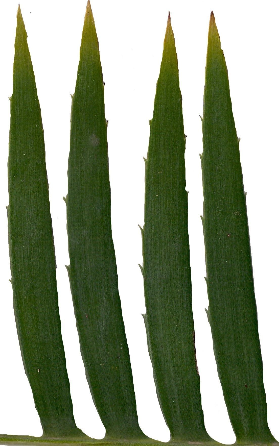 Lebombo Cycad Texture Pack - 41 Textures Texture_12